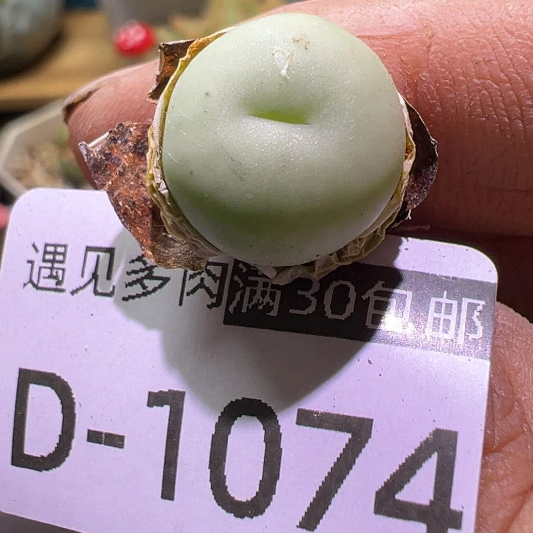 多肉植物111111111111