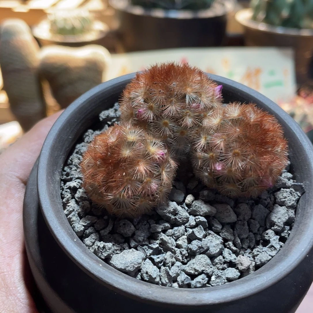 091实生根三头红刺嘉文丸