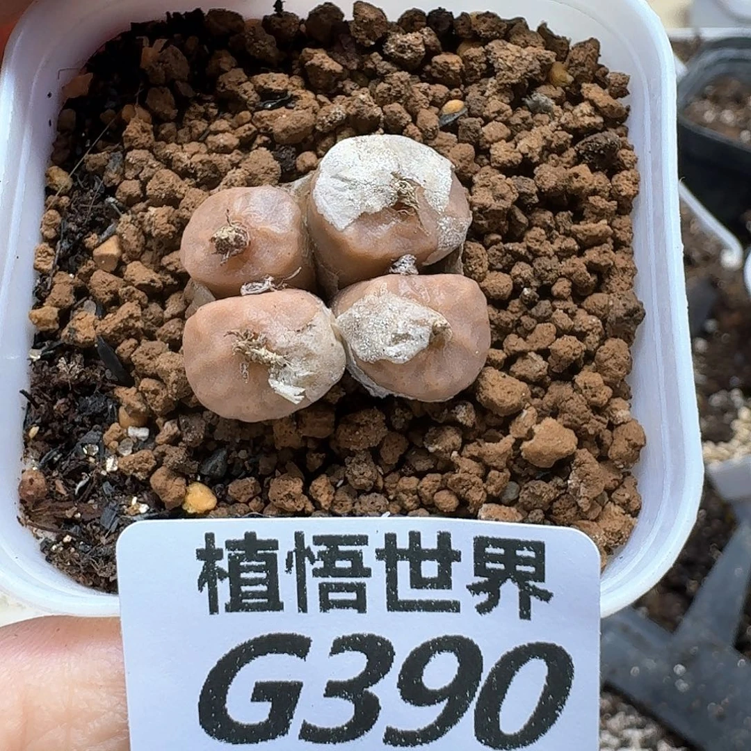 法肉的润泽的润泽fghj