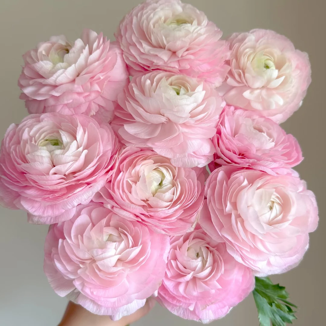 粉色洋牡丹《%20不售后》收到带卡纸醒花