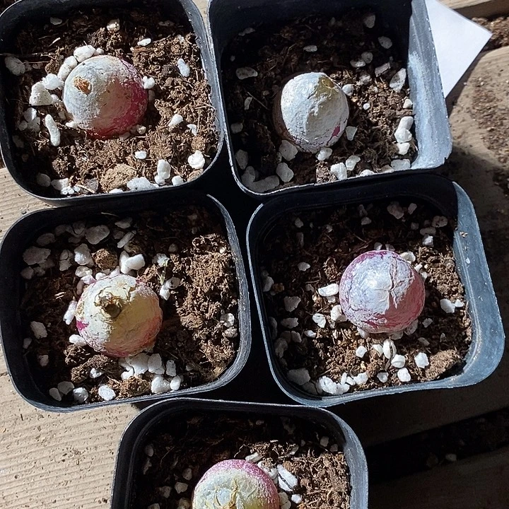 2358。     一组灯泡有