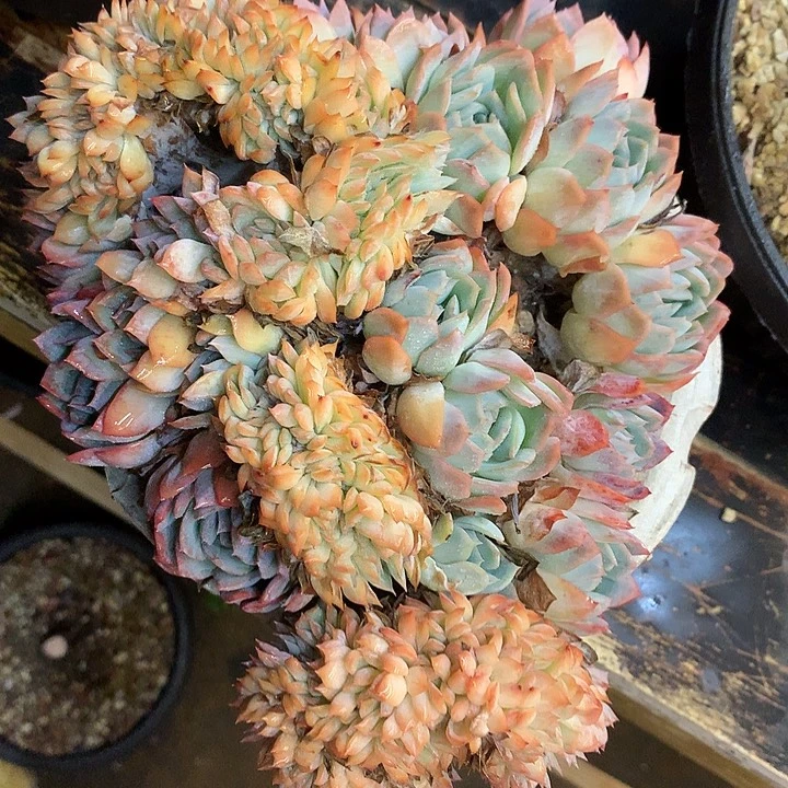 多肉植物一物一拍