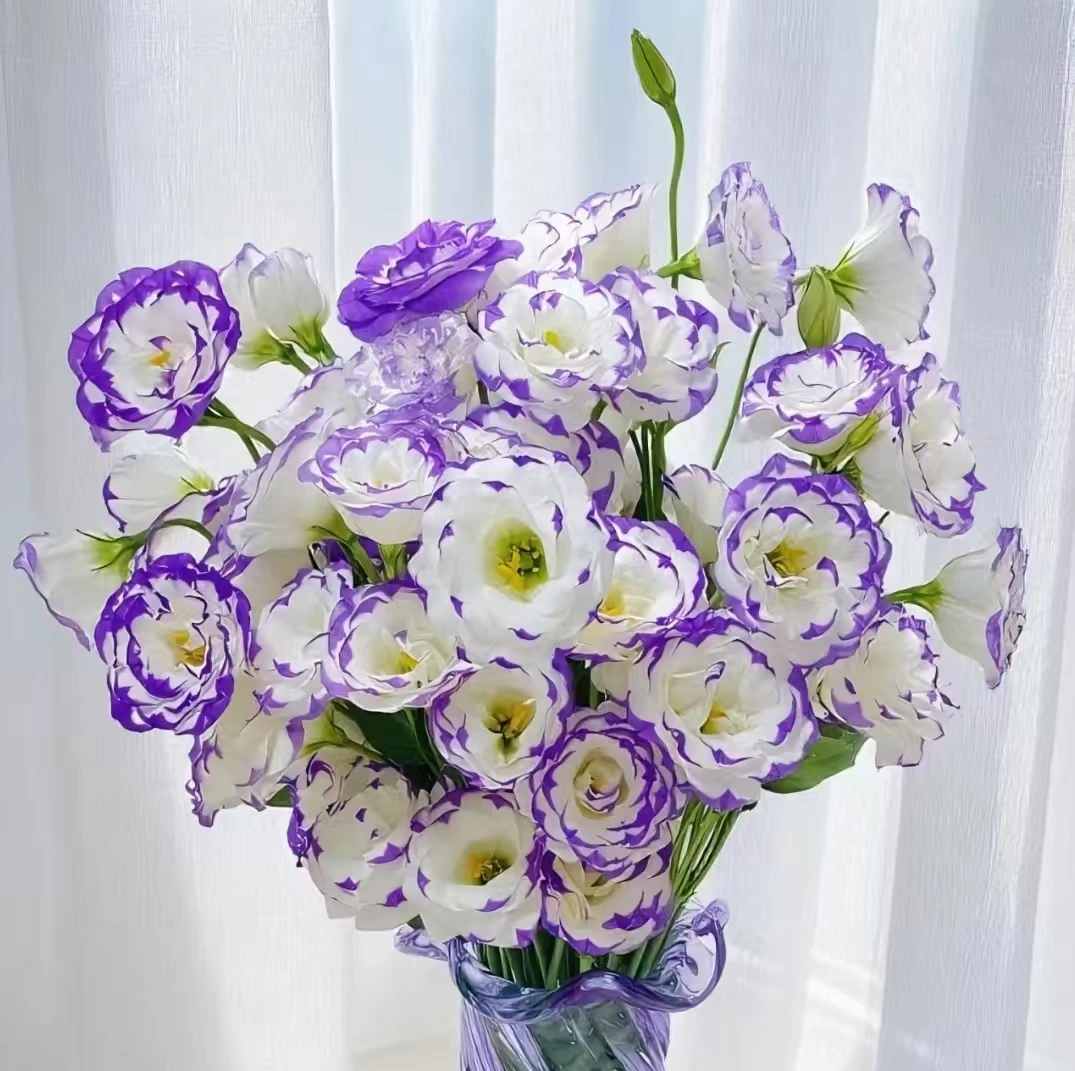【紫边洋桔梗】全场鲜花任意满两单升级冷链送配草三单送花瓶