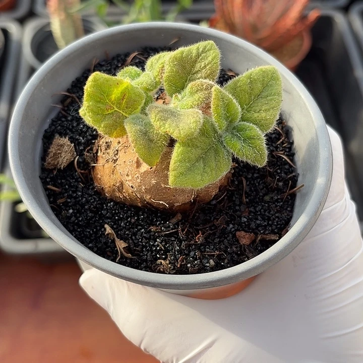 汇***暖断崖女王仙人球123