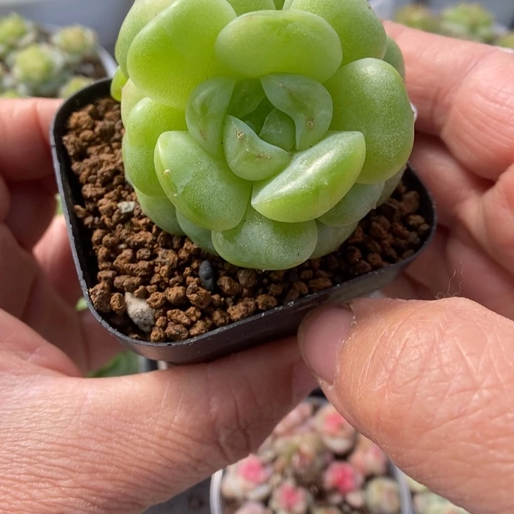 一物一拍一物一拍1115-530