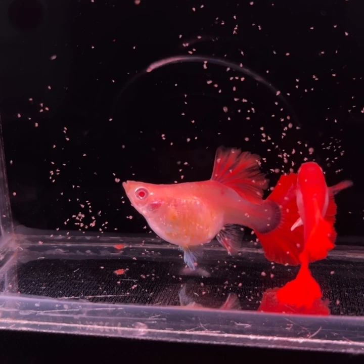 海水鱼半月尾折扇白子球1对