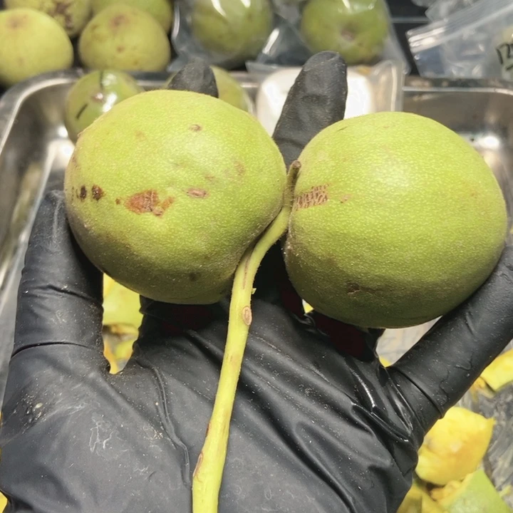 仁***者大叶紫檀（黑酸枝木类）青皮生鲜核桃，私人订制不退不换