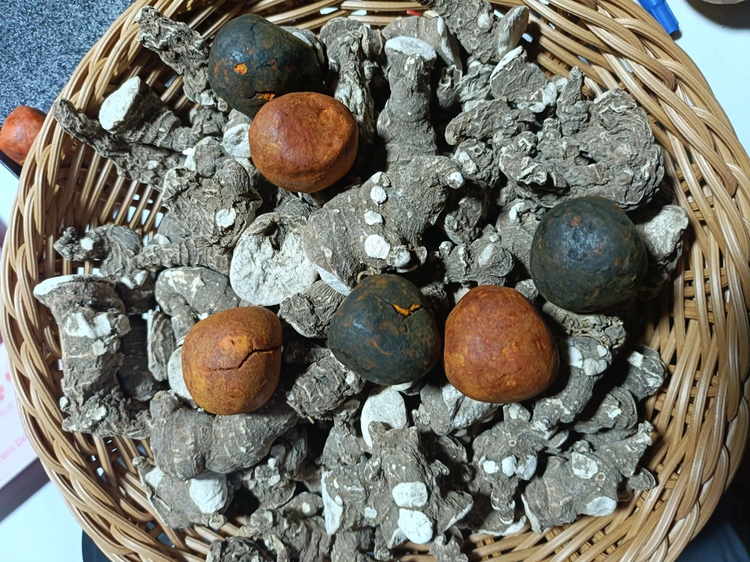 边缅土特产 牛-牛菇