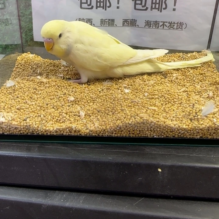 虎皮鹦鹉大头虎皮鹦鹉