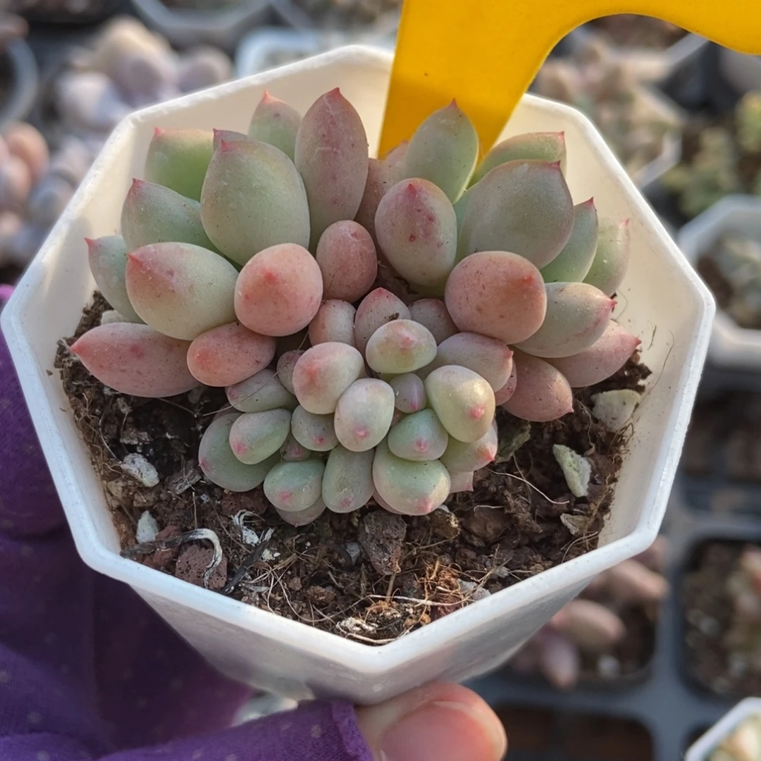 882萤火虫多肉植物