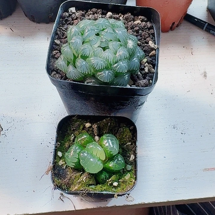 l***4无花朵湖水 ➕水晶葡萄 福利