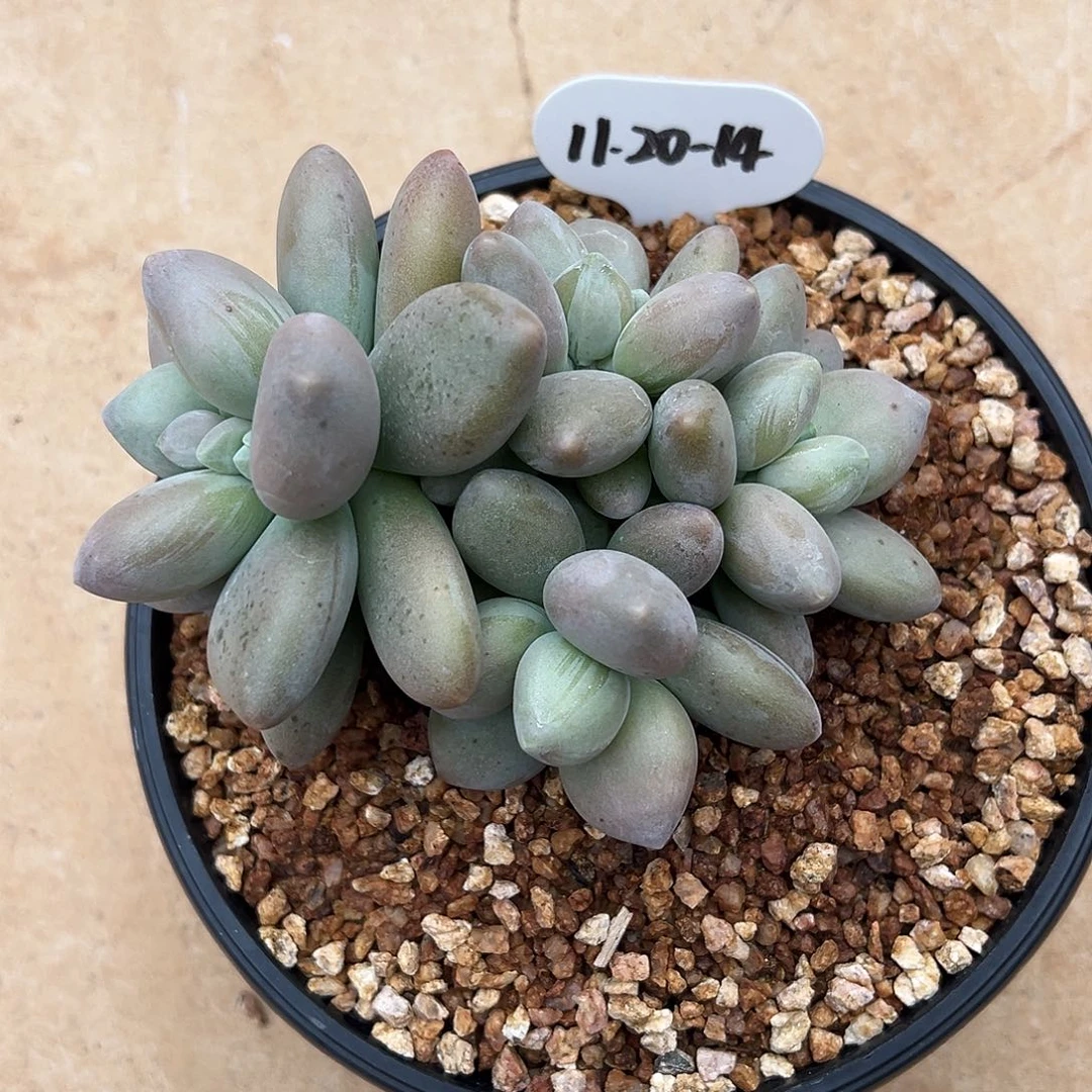 大***月1120-14特殊个体。