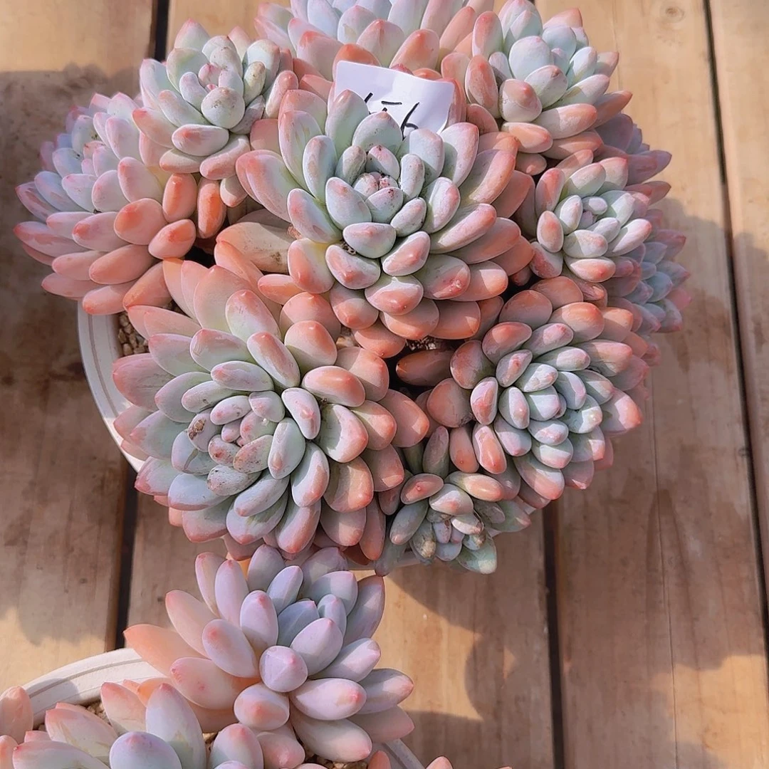 樊***樊1656香水多肉植物