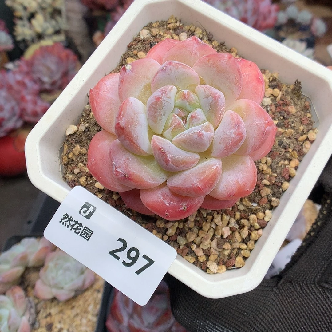 297糖心多肉植物666