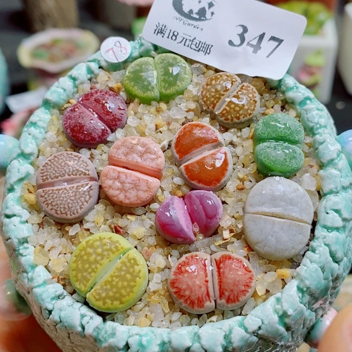 生石花花花花花花花花347