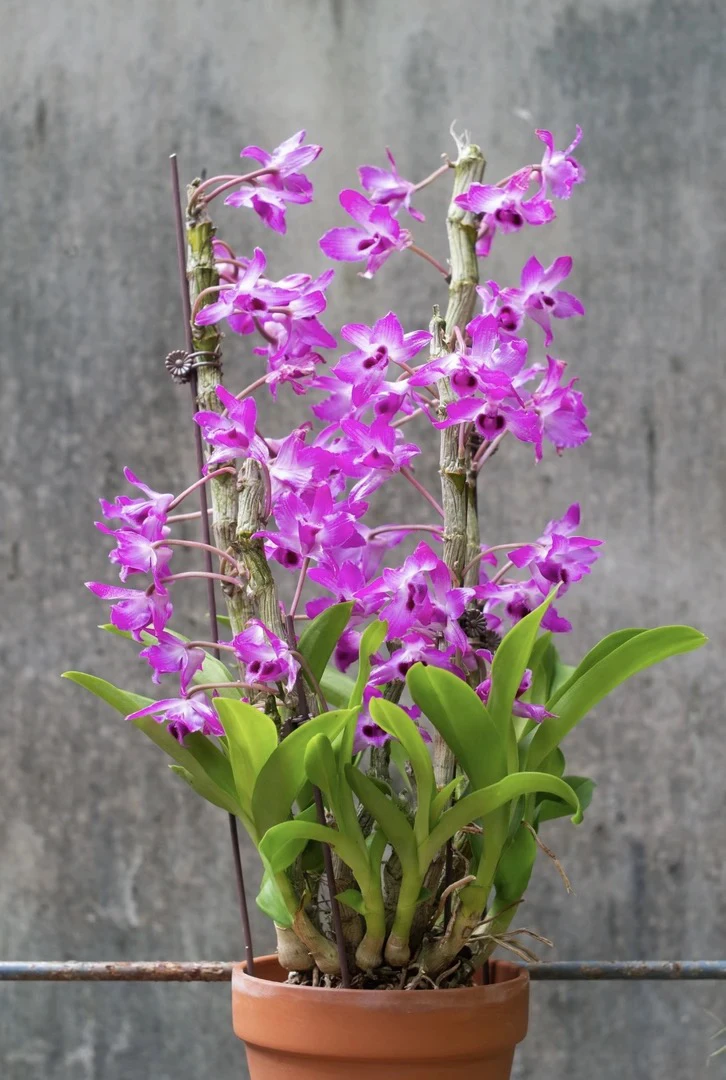 麝香石斛，别名香水石斛，爆花量大，花色艳丽，花香浓郁，种植简单