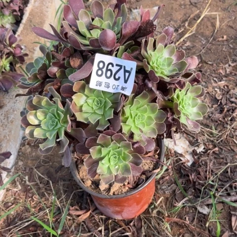 298梅花不包断枝