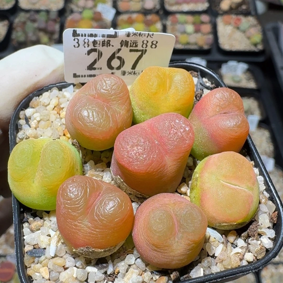 zzzxx生石花肉锥267