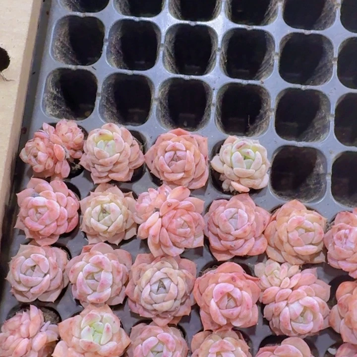 精品慕白两米两个