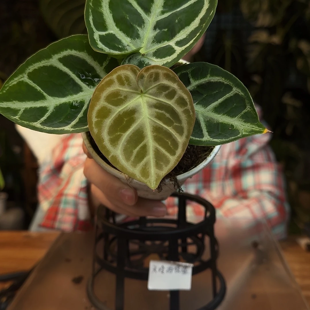 完全开放L85铜锣烧杂银色面纱