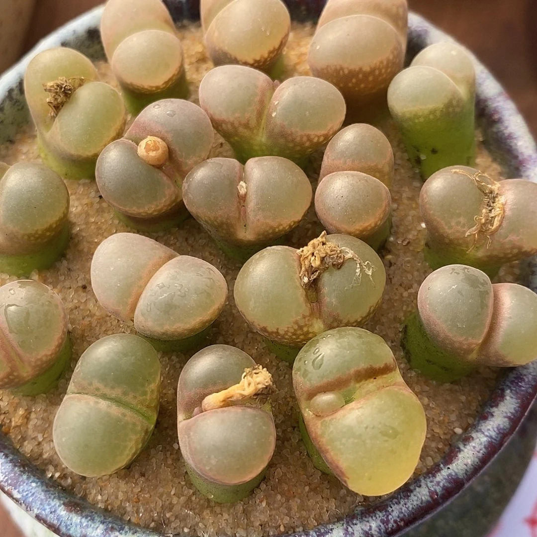 2151大窗风铃一组。