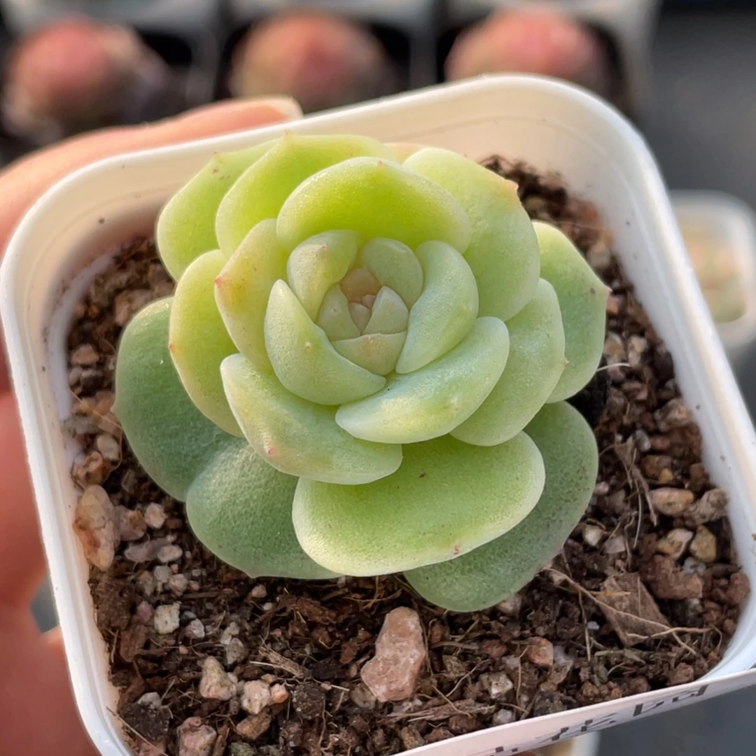 500号糖心冰心珍妮