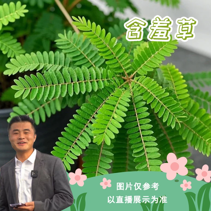 含羞草盆栽绿植室内阳台四季原盆原土好养盆景植物