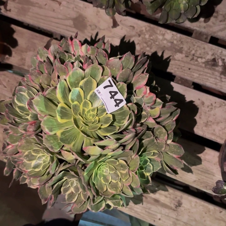 744海仙多肉植物不售后