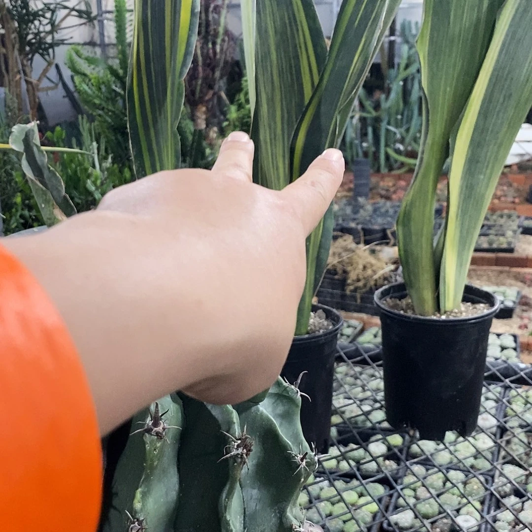 猪***爱900000000909000000