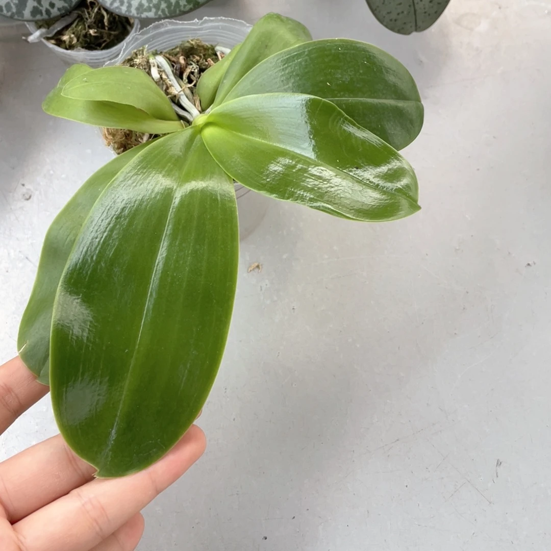 无花朵【鱼鱼交超级星】2.5少根