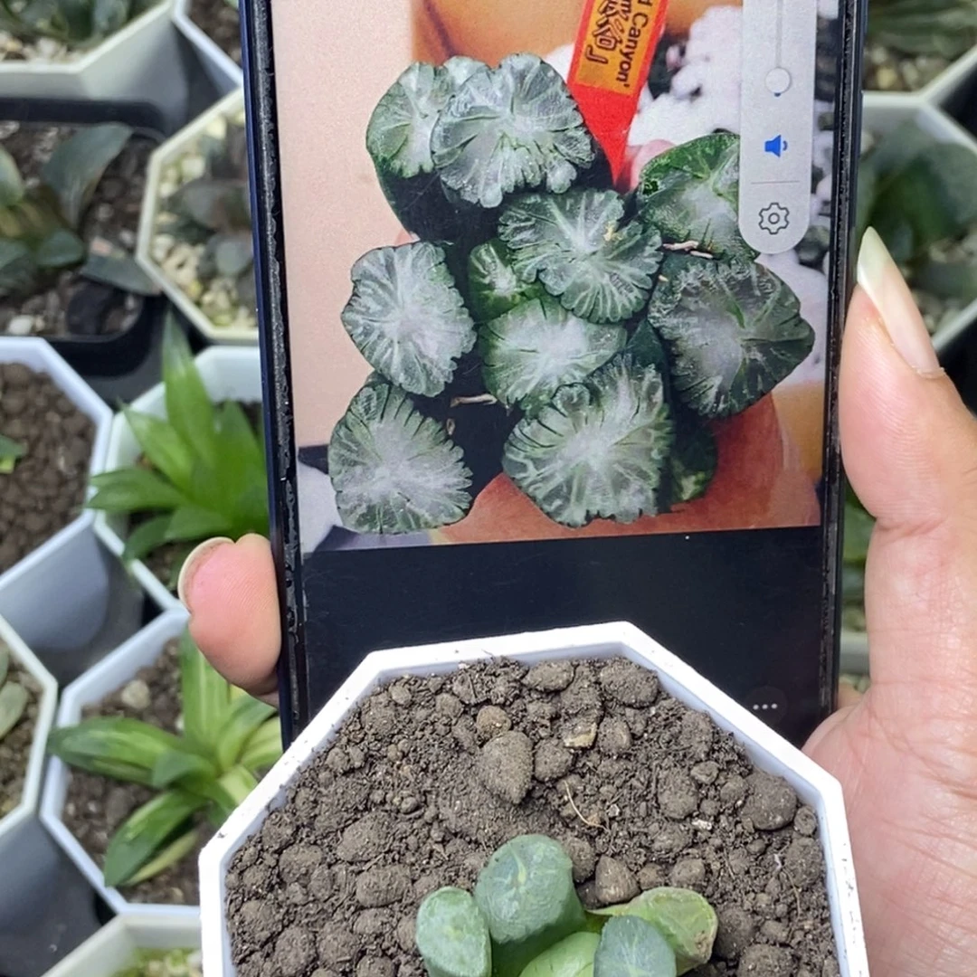 大溪谷万象一物一拍