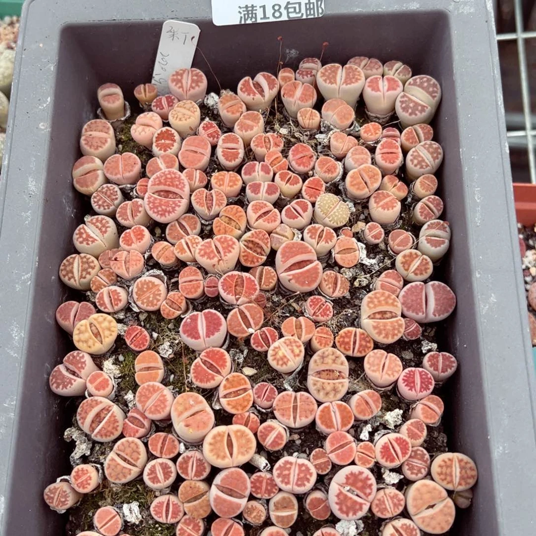 【闪购商品】766…..