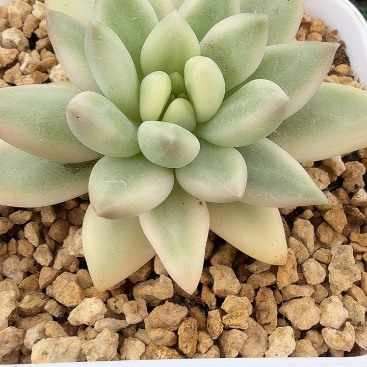 蜜桃啵啵锦多肉锦