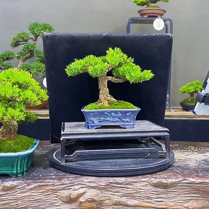 无花朵M黄杨盆景四季常青