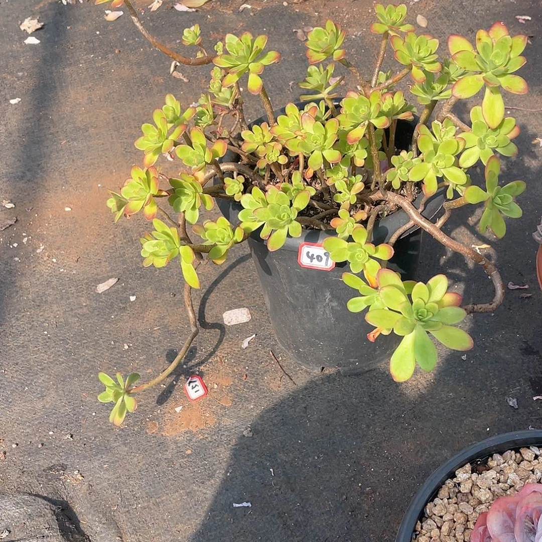 409清扬 一物一拍多肉