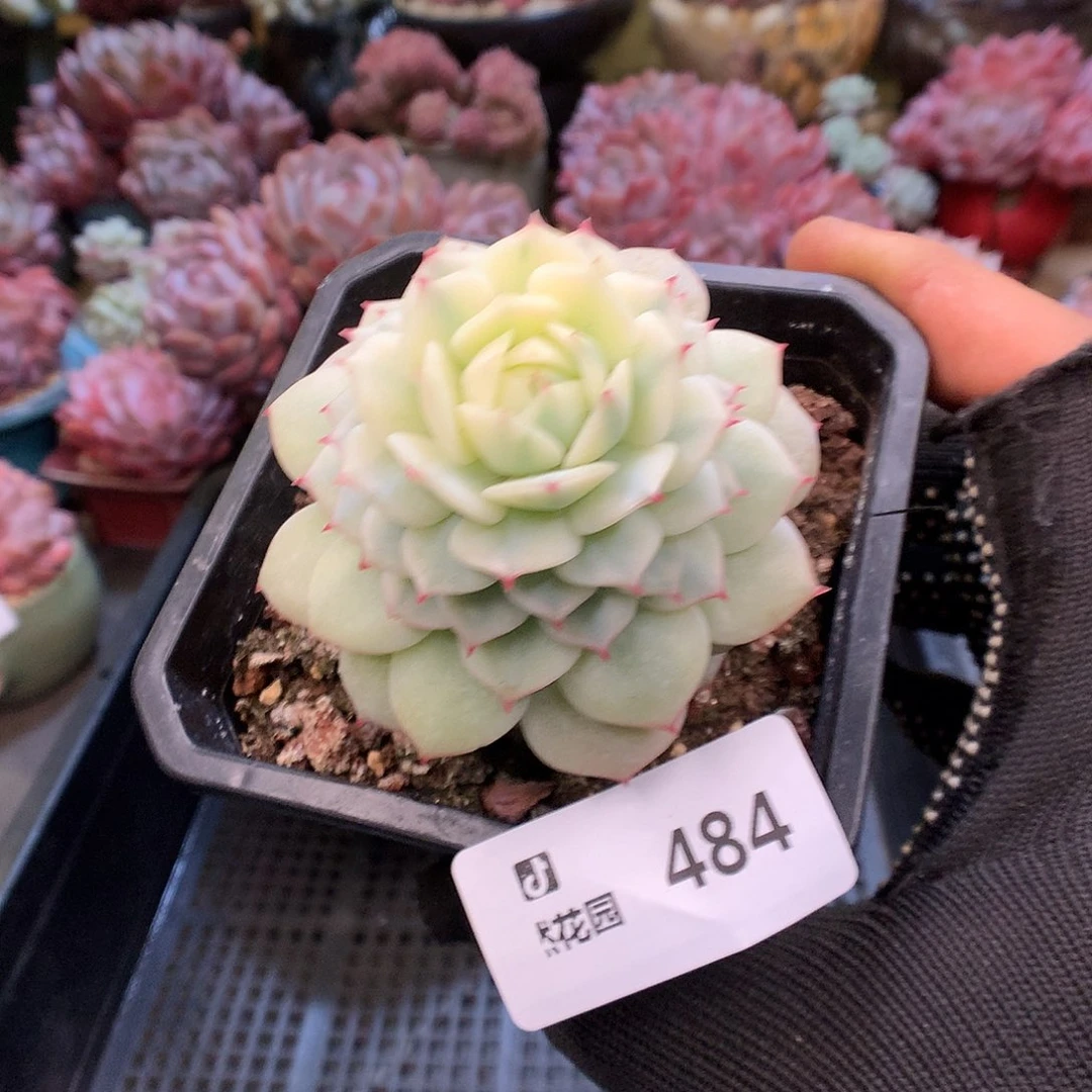 484敬夜锦多肉植物666