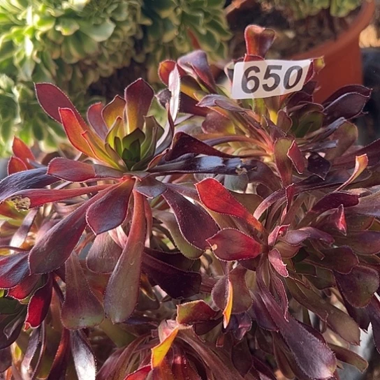 牵***花多肉植物一个黑法650