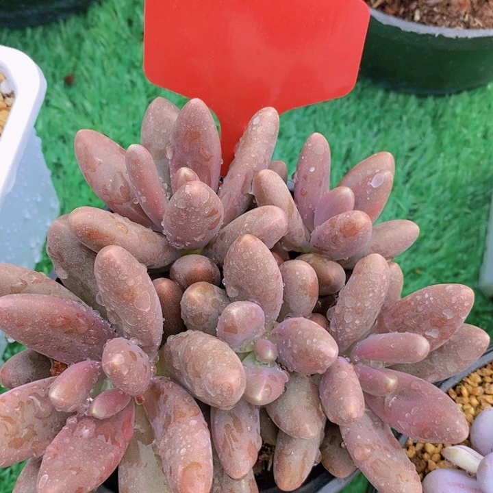 多肉植物，开心多肉，一物一拍