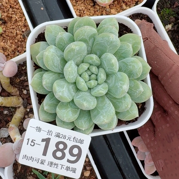 百达翡丽多肉无盆土发货多