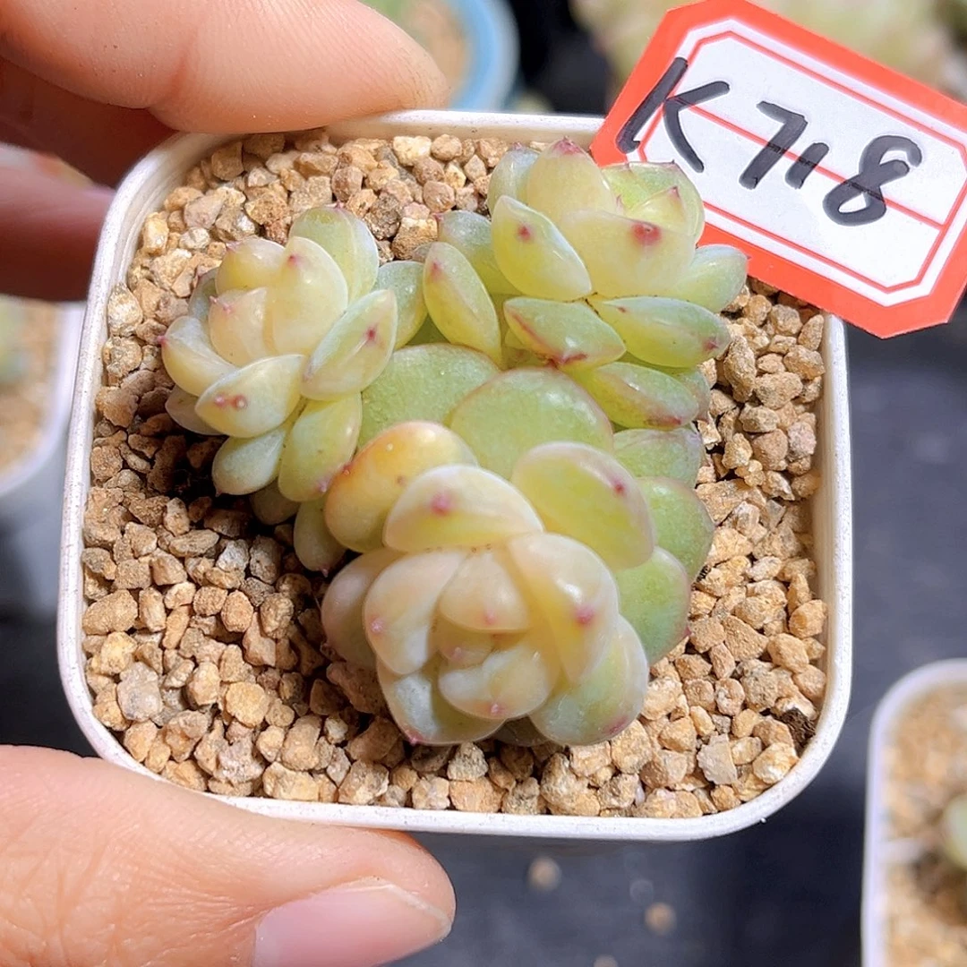 K718 豆蔻   满18包邮