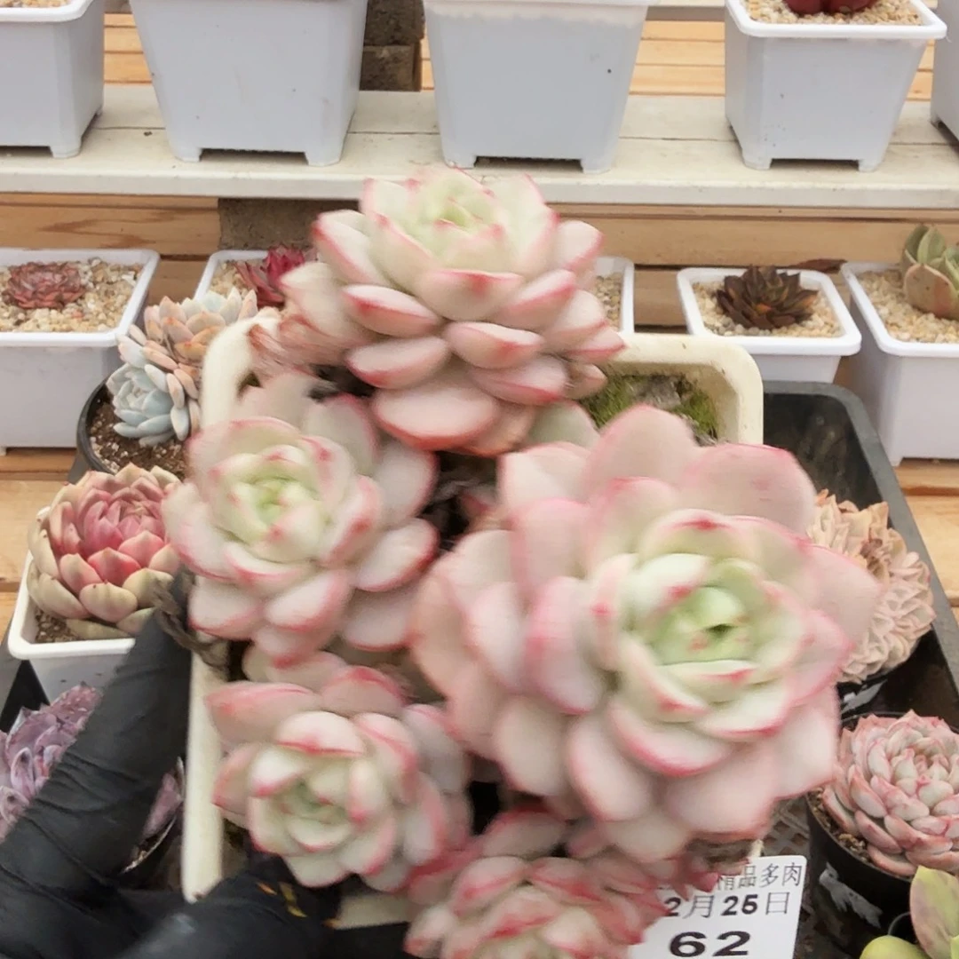 1225-62香草锦群生