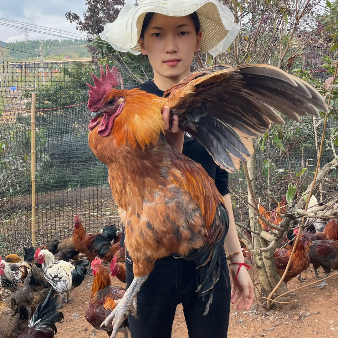 【红毛大公鸡】云南散养五谷杂粮喂养青花红毛三彩公鸡新鲜宰杀生鲜