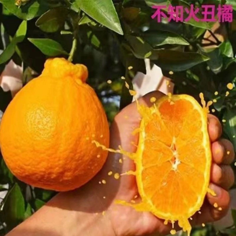 丑橘苗嫁接盆栽地栽南北方种植抗寒好养活茂谷柑砂糖橘柑橘桔树苗