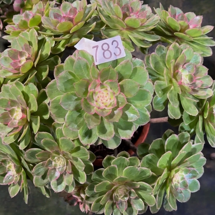 00000000000783莲花座福利价