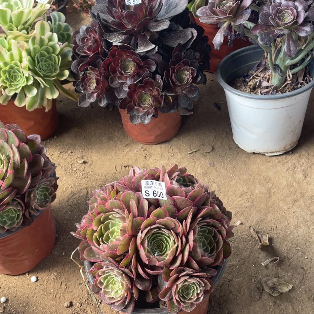 600粉花妖多肉法师断枝不包