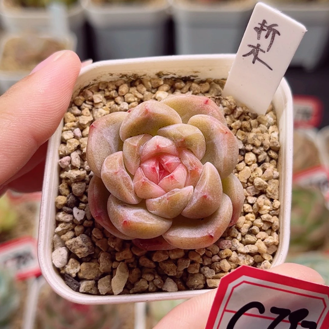 C797 一物一拍 18包邮 折木