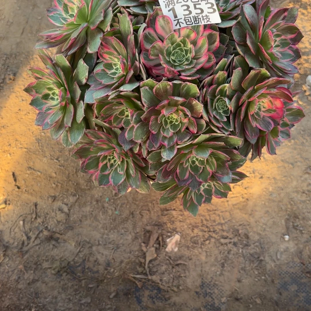 M.1353万花筒多肉。babe