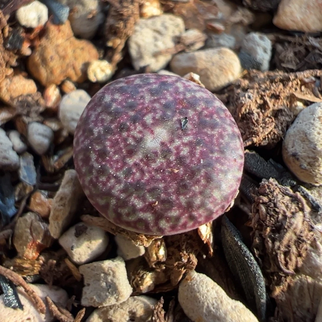 康霓洞x墨 紫纹选拔