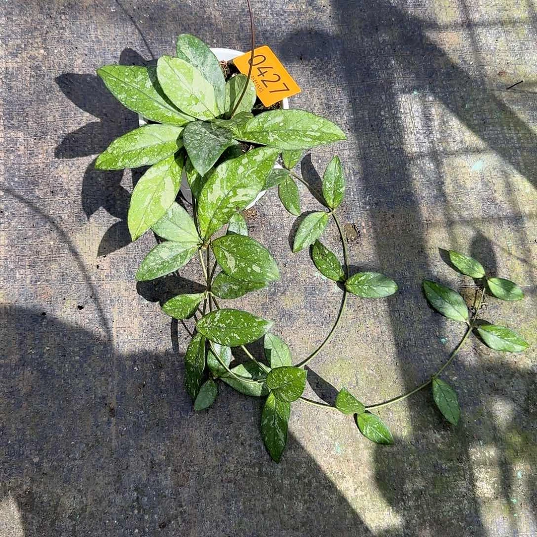 橙****完全开放0427亥奎球兰