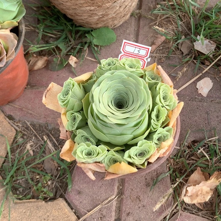 小情书玫瑰多肉群13